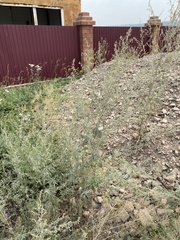 Artemisia sieversiana
