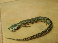 Abronia moreletii temporalis
