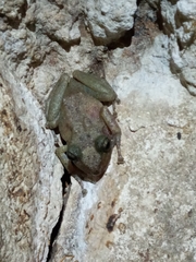 Craugastor yucatanensis