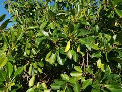 Excoecaria agallocha