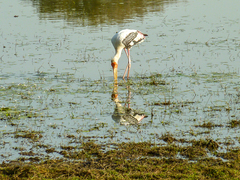 Mycteria leucocephala