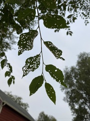 Ulmus pumila