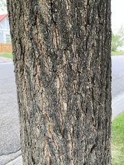 Ulmus pumila