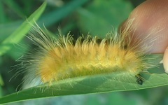 Pygarctia