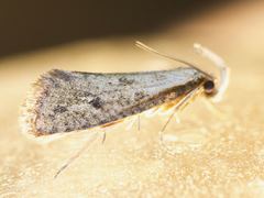 Acrolophus mortipennella