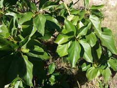Cordia subcordata