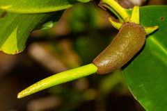 Rhizophora samoensis