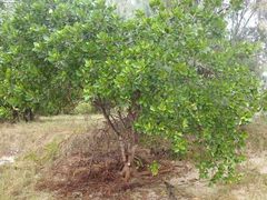 Excoecaria agallocha