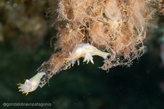 Polycera marplatensis