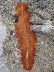 Phrikoceros baibaiye
