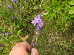 Campanula rapunculoides