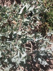 Atriplex jubata