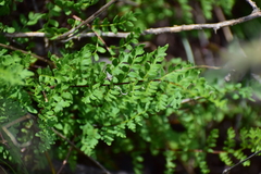 Myriopteris allosuroides