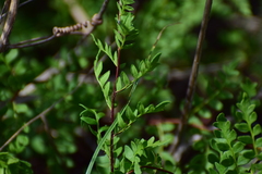 Myriopteris allosuroides
