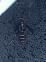 Polistes exclamans