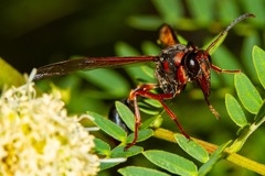 Delta xanthurum