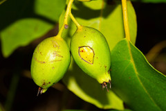 Cordia subcordata