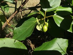 Cordia subcordata