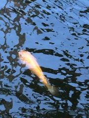 Mulloidichthys vanicolensis