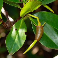 Rhizophora samoensis