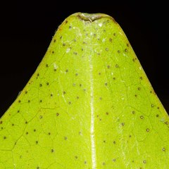 Rhizophora samoensis