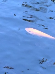 Mulloidichthys vanicolensis