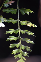 Asplenium praemorsum
