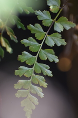 Asplenium praemorsum