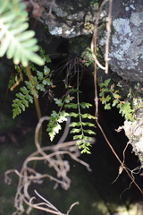 Asplenium praemorsum