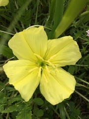 Oenothera triloba