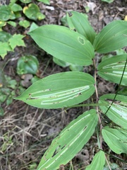 Liriomyza smilacinae