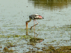 Mycteria leucocephala