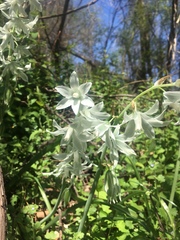 Ornithogalum nutans