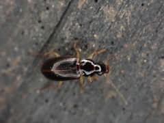 Stenolophus ochropezus