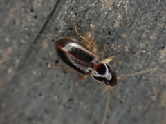 Stenolophus ochropezus