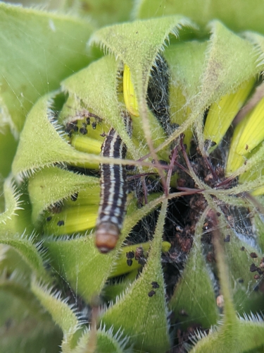 photo of American Sunflower Moth (Homoeosoma electella)