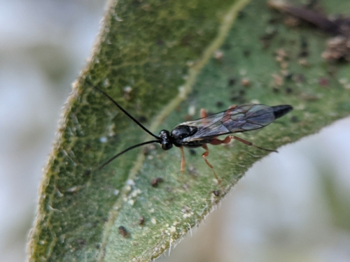 photo of Ichneumonid And Braconid Wasps (Ichneumonoidea)