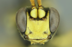 Ichneumon ambulatorius