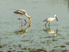 Mycteria leucocephala