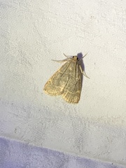 Hypsopygia binodulalis