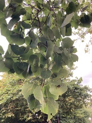 Populus trichocarpa