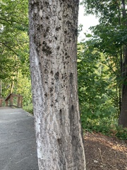 Populus trichocarpa