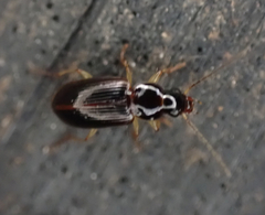 Stenolophus ochropezus