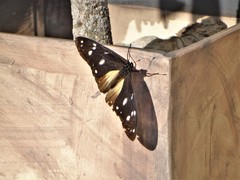 Hypolimnas anthedon wahlbergi