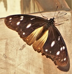 Hypolimnas anthedon wahlbergi