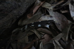 Dendrocopos leucotos