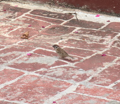 Passer montanus