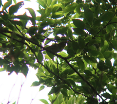 Zosterops japonicus