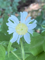Polymnia canadensis radiata