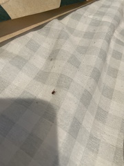 Amblyomma americanum